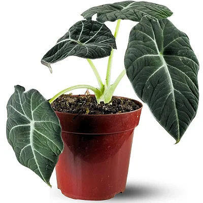 Muda Planta Alocasia Black Pote 12 Para Decoração Interna