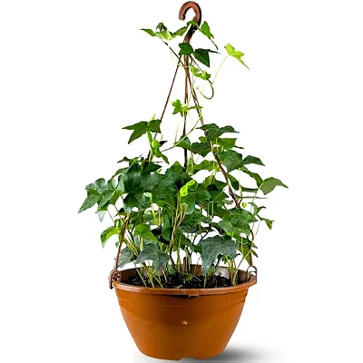 Muda Planta Hera Pendente Trepadeira Hedera Para Meia Sombra
