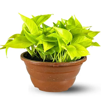 Muda Planta Jiboia Amarela Cuia 21 Para Decoração Interna