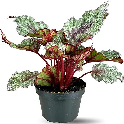 Muda Planta Begônia Rex Cor Sortida Para Decoração Interna