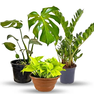Kit 3 Plantas Para Área Interna Jiboia Costela Zamioculca