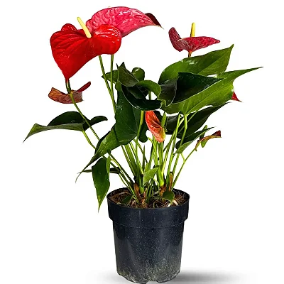 Muda Planta Antúrio Pote 17 Decoração Para Área Interna