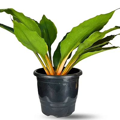 Muda Planta Lumina Pote 17 Para Decoração e Meia Sombra
