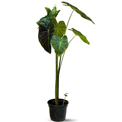 Muda Planta Colocasia Illustri Pote 20 Para Luz Indireta