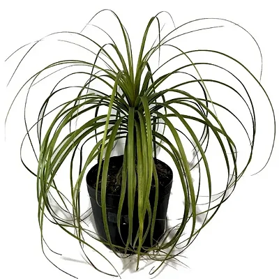 Muda Planta Pata de Elefante Pote 17 Decoração Área Externa