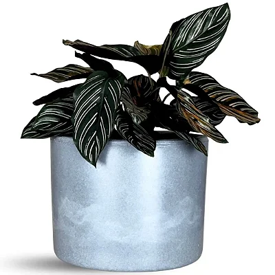 Vaso Para Planta Decorativo Redondo Mini Doha 14x19cm