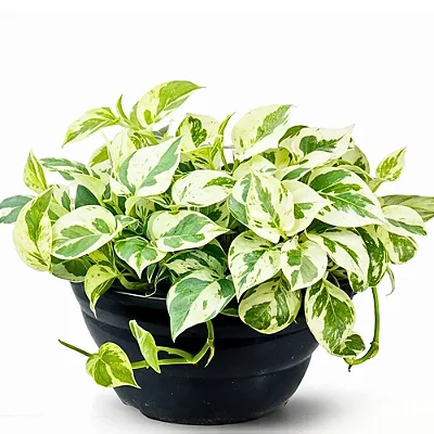 Muda Planta Jiboia Branca Njoy Cuia 21 Decoração Interna