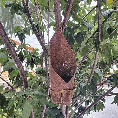 Vaso Fibra De Coco Para Pendurar Orquídeas Em Árvore