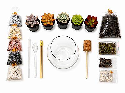 Kit Terrário de Suculentas