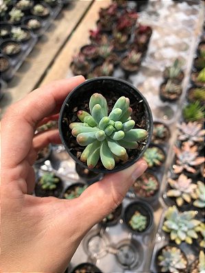 Suculenta Sedum Pachyphyllum (dedo de moça)