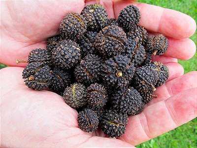 EXTRATO CONCENTRADO DE MUTAMBA (REDUZ PRESSÃO ARTERIAL E OBESIDADE)