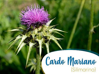 CARDO MARIANO (Silybum marianum) 60gr