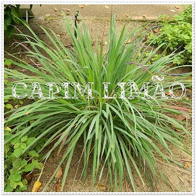 EXTRATO CONCENTRADO DE CAPIM LIMÃO 60ML