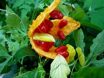 Extrato De Ervas De Melão De São Caetano. 150ml