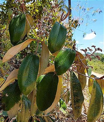 Extrato Concentrado De Canela De Velho 60ml