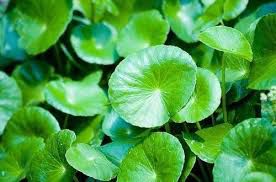 EXTRATO CONCENTRADO DE CENTELLA ASIATICA