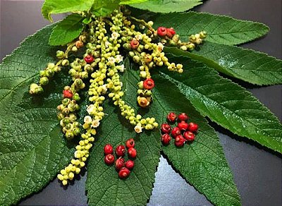 EXTRATO CONCENTRADO DE ERVA BALEEIRA