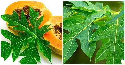 EXTRATO DE FOLHA DE MAMÃO 60ml