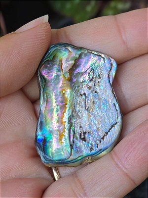 Lascas de Abalone - Cod. VAR 468