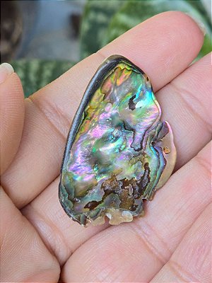 Lascas de Abalone - Cod. VAR 471