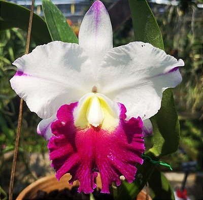 Rlc Kritchaya Beauty - T3