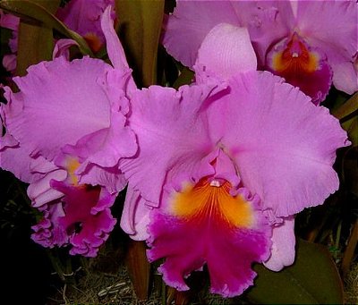 Blc Beatriz Kunning - T4