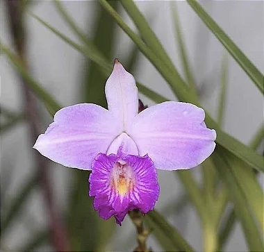 75 Orquídeas Arundina - Orquídea Bambu - Orquídea de Jardim