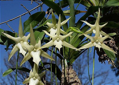 Angraecum Sesquipedale - T4