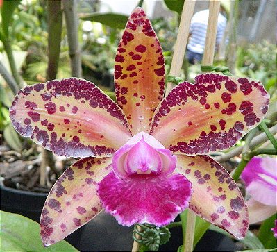 Blc Durigan Big Spot - T3