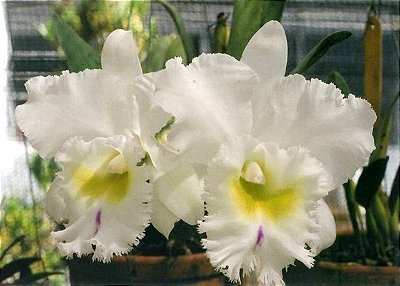 Blc Pastoral Alba "Innocence" - T3