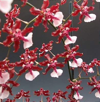 Oncidium Sharry Baby "Sweet Fragrance" - Pré-Adulta