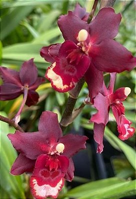 Oncidium Roman Candles "Cardinal Epiphanic" - Adulta