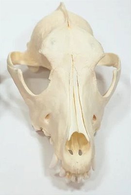 Anatomia do Crânio + Mandíbula Canina