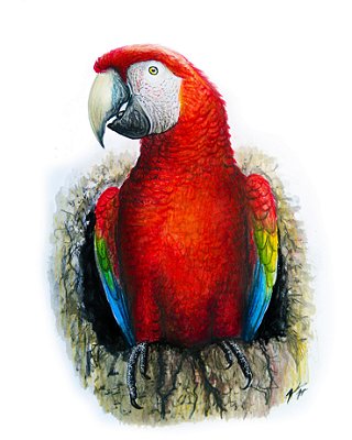 Fine Art Ornitologia e Arte - Araracanga (Ara macao)