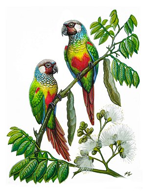 Fine Art Ornitologia e Arte - Tiriba-de-orelha-branca (Pyrrhura leucotis)