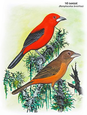 Fine Art Ornitologia e Arte - Tiê-sangue (Ramphocelus bresilius)
