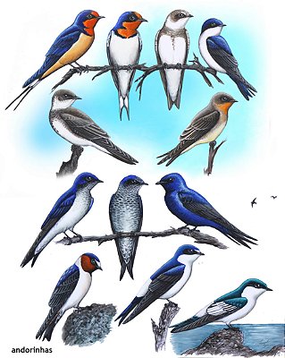 Fine Art Ornitologia e Arte - Andorinhas