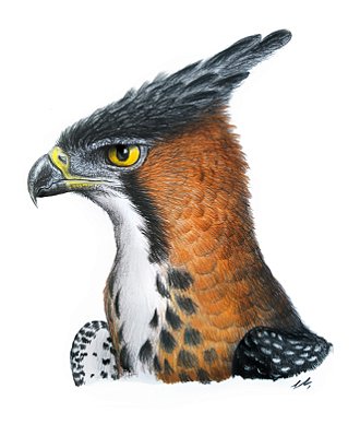 Fine Art Ornitologia e Arte - Gavião-de-penacho (Spizaetus ornatus)
