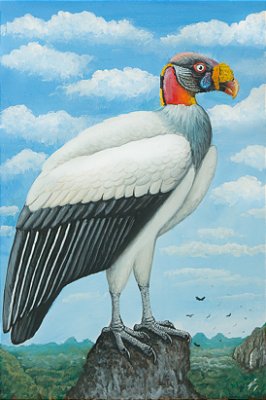 Fine Art Ornitologia e Arte - Urubu-rei (Sarcoramphus papa)