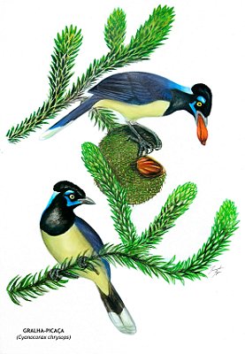 Fine Art Ornitologia e Arte - Gralha-picaça (Cyanocorax chrysops)