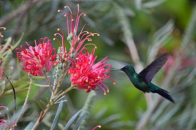 Sementes de Grevílea (10 unidades) - Flor atrativa para Beija-flores e outros Nectívoros.