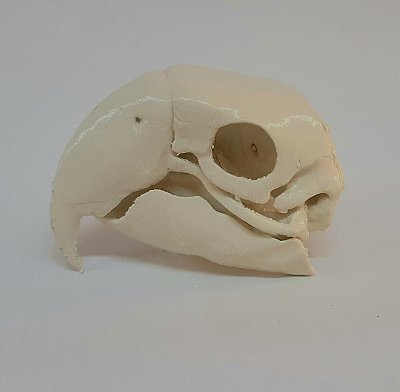 Crânio Arara-azul-de-lear (Anodorhynchus leari) Impressão 3D