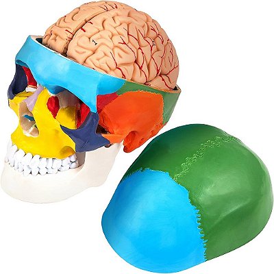 Modelo de crânio humano VEVOR, 8 partes de anatomia do cérebro humano, crânio em tamanho real com cérebro, modelo de crânio humano pintado em PVC, crânio anatômico rotulado, para ensino, pesquisa