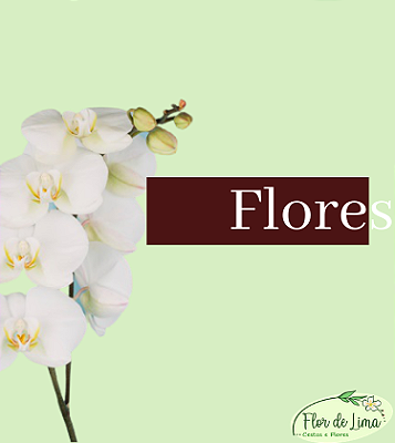 Flores