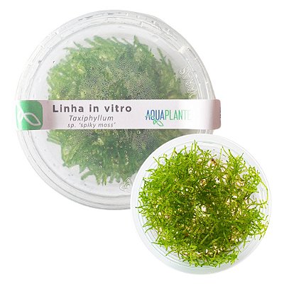 Musgo Para Aquário Taxiphyllum sp. 'spiky moss' - AquaPlante