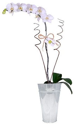 Orquídea Phalaenópolis Vaso de Inox