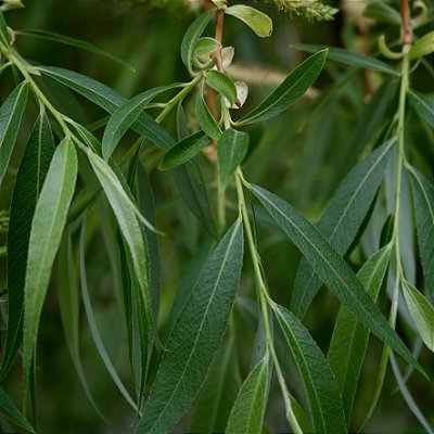 Linda ornamental Chorão vime com 60 cm - Salix x pendulina + BRINDE