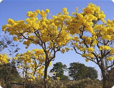 Lindo Ipê Amarelo Muda com 80 cm + BRINDE