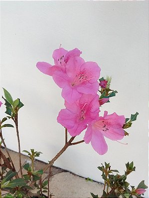 Muda De Azaléia Rosa Florescendo com 80 cm + Brinde