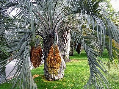 Muda De Palmeira Butiá Com 150 Cm De Altura + Brinde